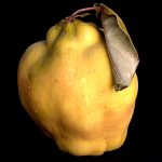 Quince: Another of America’s Forgotten Fruits