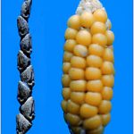 Corn: The Grain That Built America