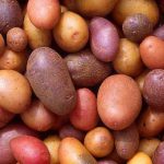 Colorful potato varieties.
